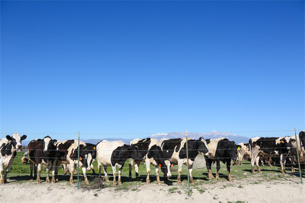 常溫純牛奶中禁止添加復(fù)原乳，集成供應(yīng)鏈怎么看？